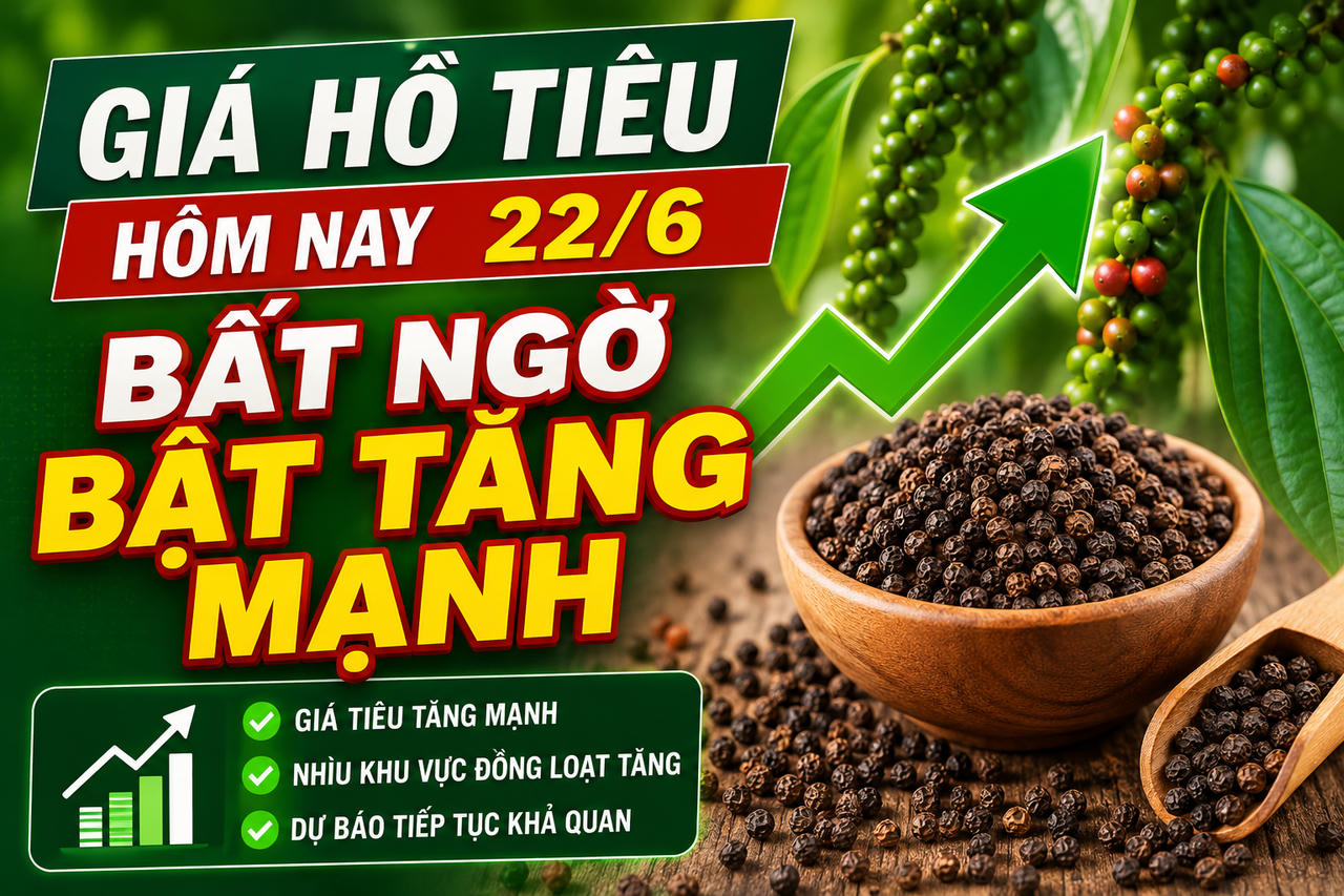 Giá hồ tiêu hôm nay (chiều 22/6): Quay đầu tăng mạnh