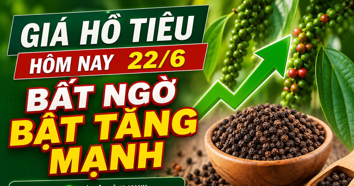 Chốt giá hồ tiêu hôm nay 22/6: Tăng mạnh ở các vùng trọng điểm, đang giao dịch bao nhiêu