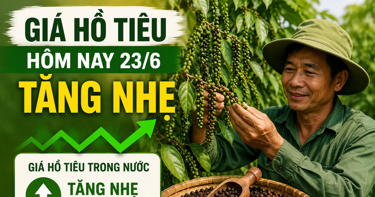 Chốt giá hồ tiêu hôm nay 23/6: Đắk Lắk, Đắk Nông tăng trở lại sau nhịp giảm