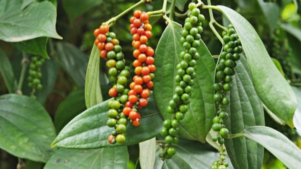 Giá cà phê nhích nhẹ, hồ tiêu bật tăng