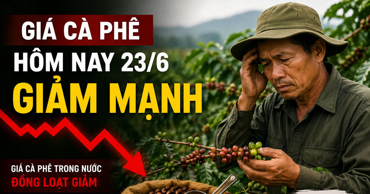 Chốt giá cà phê hôm nay 23-6: Trong nước giảm mạnh về 88.000 đồng/kg