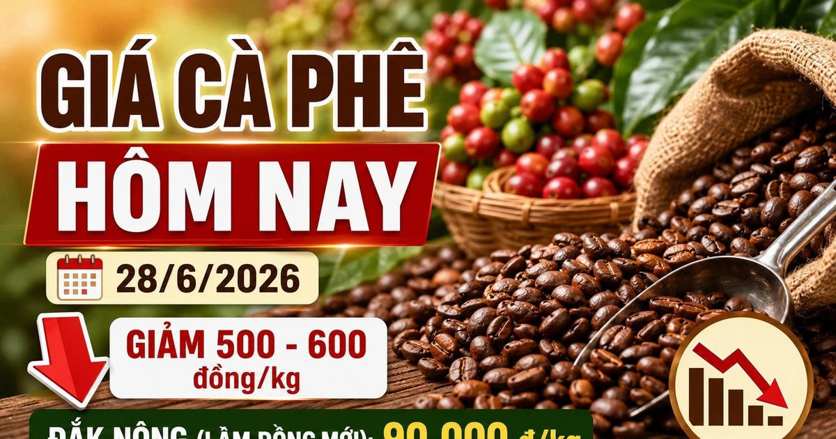 Giá cà phê hôm nay 28/6: Giảm về 89.900 đồng/kg