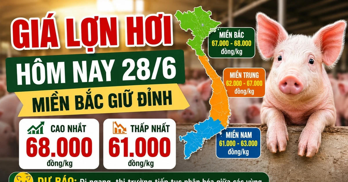 Giá lợn hơi hôm nay 28/6: Miền Bắc giữ đỉnh 68.000 đồng/kg