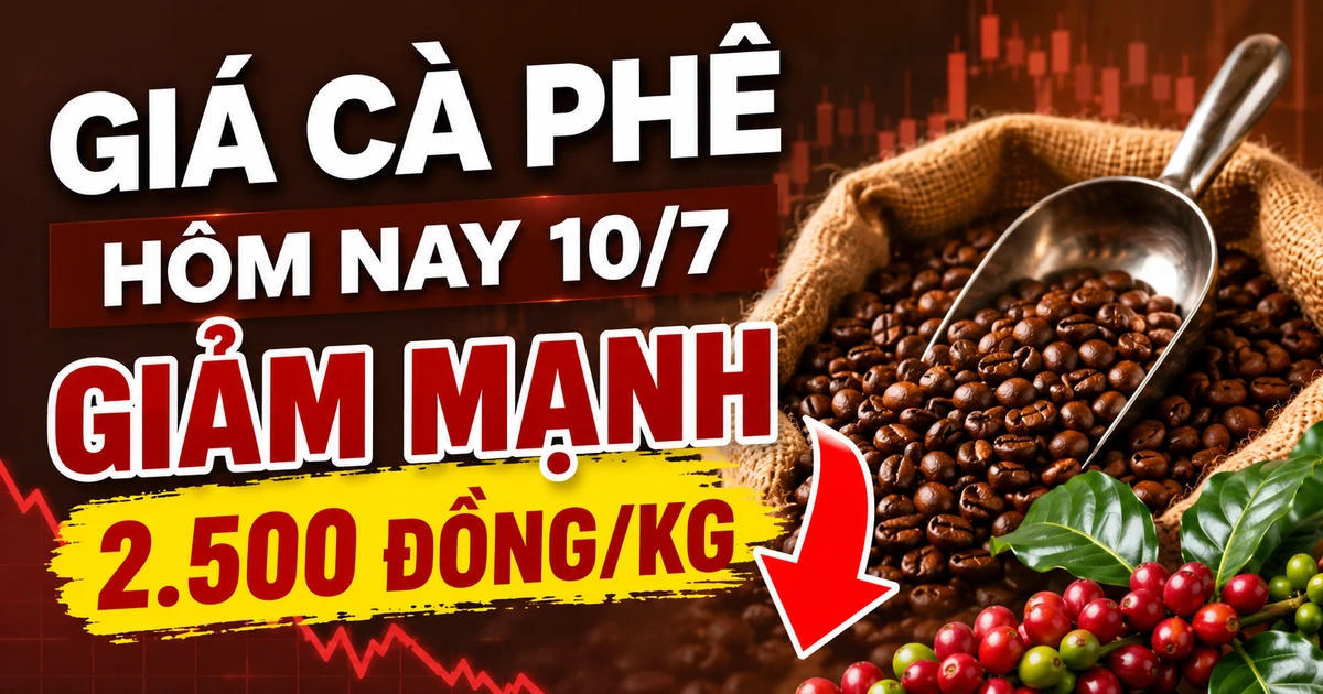 Giá cà phê hôm nay 10/7: Tây Nguyên giảm còn 92.300 đồng/kg