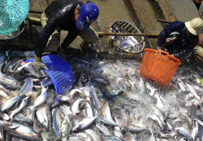 Một doanh nghiệp cá tra Việt Nam bị Mỹ tăng thuế 440%.