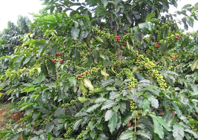HGI đầu tư 7.000 ha trồng sầu riêng với 1.649 ha hiện hữu. HGI chọn giống cà phê Arabica (cà phê chè).