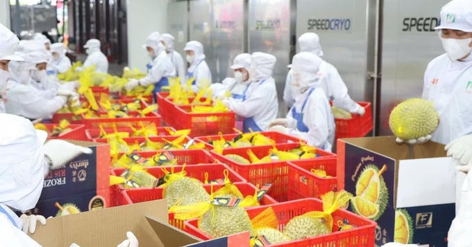 Lũy kế 8 tháng đầu năm, xuất khẩu rau quả đạt khoảng 6,15 tỷ USD, tăng 27,7% so với cùng kỳ năm ngoái.