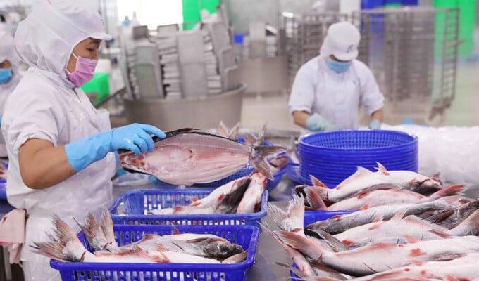 Theo nhóm sản phẩm, cá tra tiếp tục đóng góp lớn nhất vào doanh thu tháng 8 của Vĩnh Hoàn.