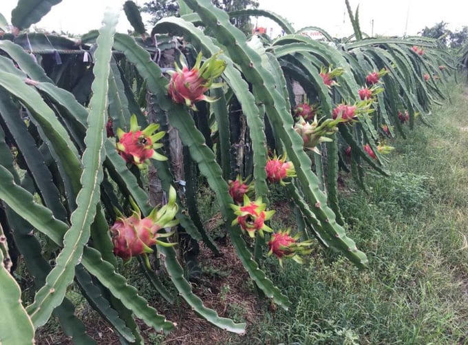 Thanh long rớt giá xuống 2.000 đồng/kg, trái cây từng tỷ USD gặp khó.