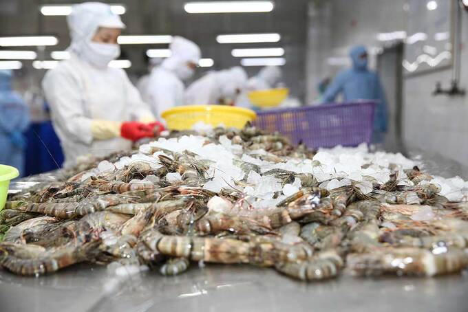 Xuất khẩu tôm tăng 12% trong 8 tháng. (Ảnh minh họa)