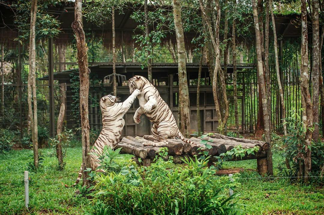 Nắm giữ “kỷ lục kép” thế giới - Vinpearl Safari Phú Quốc “khủng” cỡ nào?