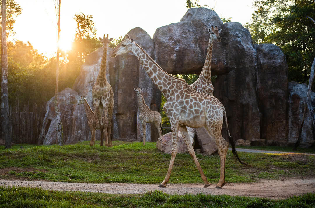 Nắm giữ “kỷ lục kép” thế giới - Vinpearl Safari Phú Quốc “khủng” cỡ nào?