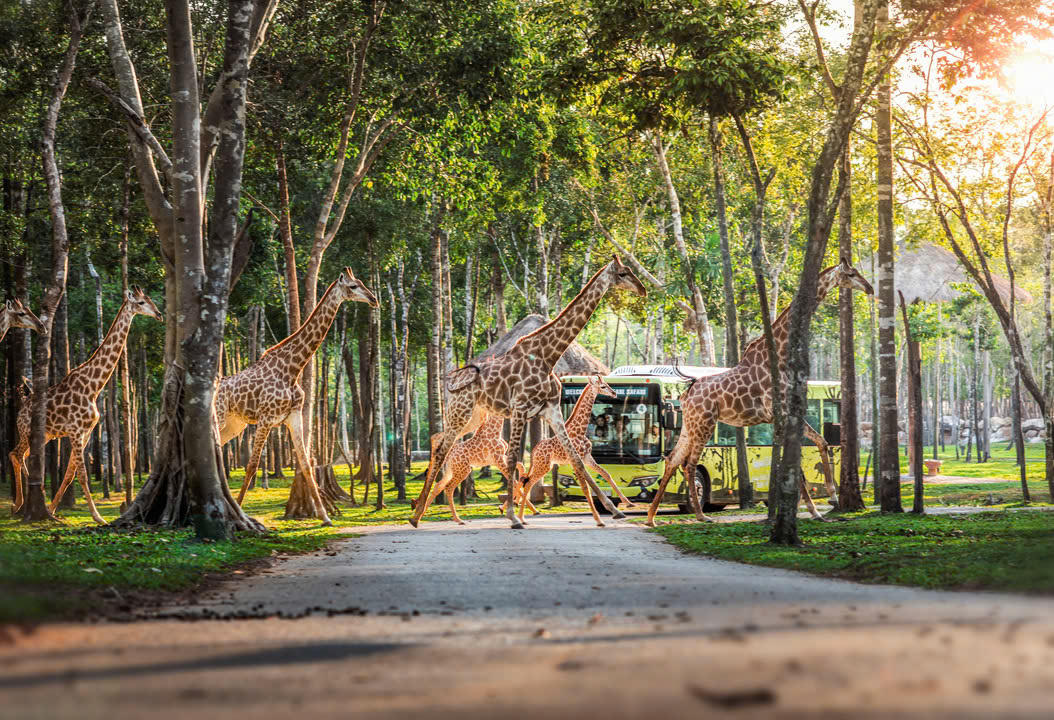 Nắm giữ “kỷ lục kép” thế giới - Vinpearl Safari Phú Quốc “khủng” cỡ nào?