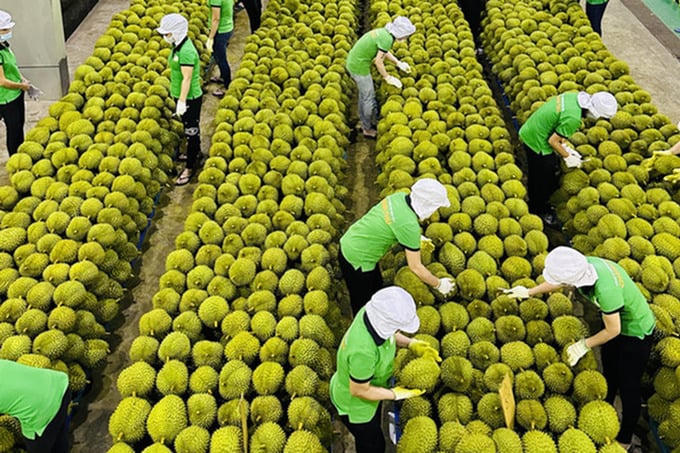 Xuất khẩu rau quả 3 tháng liên tiếp vượt 1 tỷ USD. (Ảnh minh hoạ)