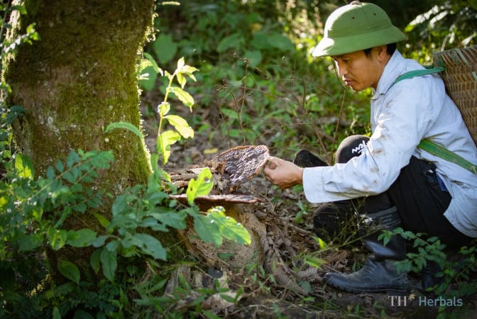 Cần bảo hộ quyền sở hữu trí tuệ tối đa cho kho báu nông nghiệp, nông lâm, thủy hải sản, đặc biệt là dược liệu của Việt Nam (Ảnh: TH).