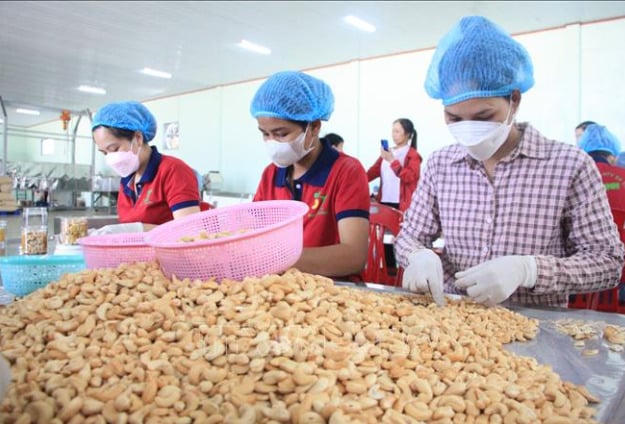 Xuất khẩu điều vượt 4,2 tỷ USD.