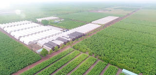Bình Dương: Dự án nông nghiệp công nghệ cao được vay ưu đãi 70% vốn đầu tư trong 8 năm