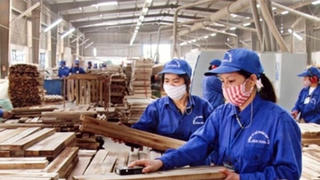 Gỗ Trường Thành lãi đột biến nhờ ngân hàng xóa nợ