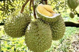 Xuất khẩu rau quả của Việt Nam phục hồi nhờ sầu riêng
