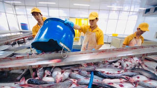 Vĩnh Hoàn muốn trả cổ tức năm 2024 bằng tiền mặt, tỷ lệ 20%