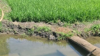 Thông tin mới kênh thủy lợi 14 tỷ sâu hơn mặt ruộng