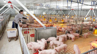 Hoà Phát IPO mảng nông nghiệp: Một thập kỷ gây dựng, lợi nhuận vượt nghìn tỷ