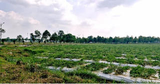 Cần Thơ chuyển đổi hai khu đất đấu giá thành đất xây trường học.