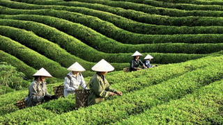 Một DN chè trên sàn chứng khoán bất ngờ bị kiểm toán ngừng hợp tác