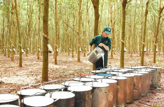 Cổ phiếu khuyến nghị hôm nay (21/10): QTP, REE và PHR