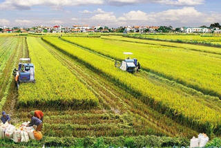 Giá đền bù đất nông nghiệp tăng, lo đầu cơ tạo sóng gom hàng?