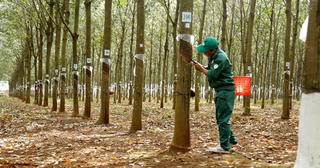 Lợi nhuận của doanh nghiệp cao su trái chiều