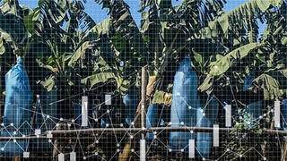 Doanh nghiệp Trung Quốc thâu tóm đất ở nước ngoài