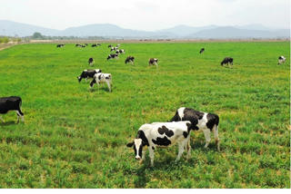 Bình Thuận thu hồi dự án gần 3.000 tỷ đồng của Công ty Sữa Thông Thuận