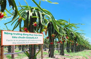 HAGL Agrico năm 2023: Dự kiến lỗ 2.316 tỷ, bàn giao sân bay Nong Khang cho Lào