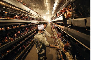 Dabaco: Hai tháng cổ phiếu tăng giá 46%, con gái chủ tịch xuống lệnh bán 1 triệu đơn vị