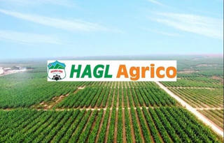 HAGL Agrico (HNG): Lỗ lũy kế gần 10.000 tỷ đồng, nợ Thaco 12.000 tỷ đồng, vẫn chưa có kế hoạch sáp nhập