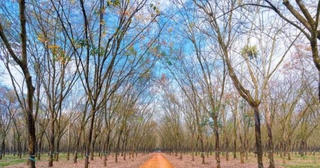 Đến 2025, VRG có 3.600 km2 đất trồng cây cao su