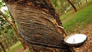 Quý 4/2024, lợi nhuận sau thuế của Cao su Phước Hoà tăng 55,1%