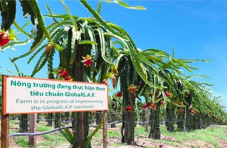 HAGL Agrico giải thể một công ty con vốn 100 tỷ đồng vì hoạt động không hiệu quả