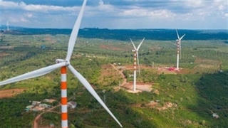 Xin chuyển rừng tự nhiên làm điện gió: Câu hỏi lớn