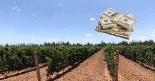 Quyết liều 'chơi lớn', đại gia BĐS 'khùng' dồn trăm tỷ mua sa mạc: Chỉ nhờ 1 loại quả mà hốt bạc mỏi tay