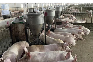 Hoàng Anh Gia Lai lãi trăm tỷ mỗi quý: HAG ngụp lặn dưới mệnh giá, 10 năm không cổ tức