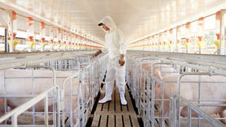 Thịt lợn đắt giá, lợi nhuận năm 2025 của Dabaco vượt 1.600 tỷ đồng?