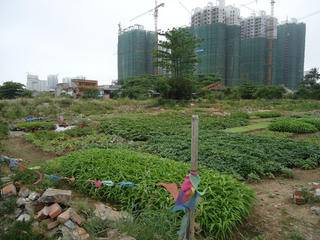 Đề xuất tách thửa đất nông nghiệp: Lo phân lô bán nền