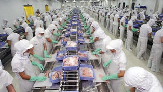 Doanh nghiệp thủy sản Vĩnh Hoàn bị xử phạt và truy thu thuế 8 tỷ