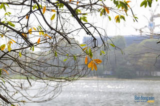 Hà Nội đẹp mộng mơ mùa lộc vừng thay lá