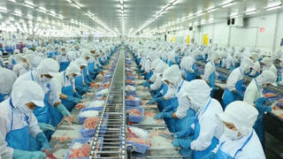 Biên lợi nhuận gộp của Vĩnh Hoàn thấp nhất 9 năm