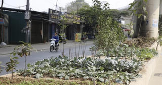 Tuyến đường sắt Nhổn – ga Hà Nội biến thành nơi tập kết rác, trồng rau