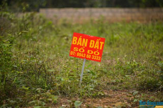 Sau thập kỷ “ngủ đông”, đất Ba Vì “sốt“ trở lại