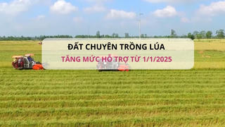 Từ 1/1/2025 sẽ tăng mức hỗ trợ đối với đất chuyên trồng lúa
